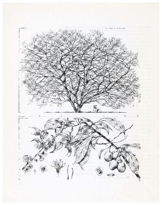 Wild Plum, Prunus Americana: Rose Family (Rosaceae)