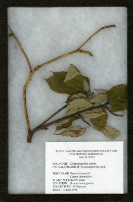 Cryptodiaporthe canker (Cryptodiaporthe corin) on Cornus alternifolia L. f. (pagoda dogwood)
