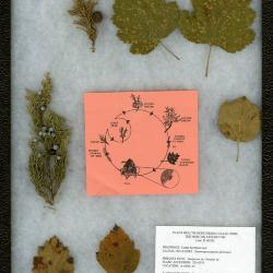Cedar-hawthorn rust (Crataegus sp.) on Crataegus L. (hawthorn)