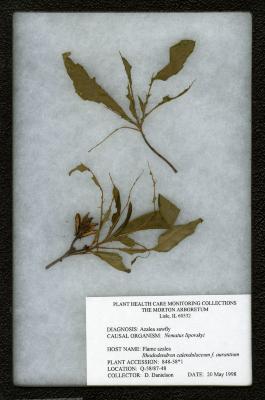Azalea sawfly (Mematus lipovskyi) on Rhododendron calendulaceum f. aurantium (Flame azalea)
