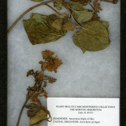 Ascochyta blight (Ascochyta syringae) on Syringa vulgaris L. (common lilac)