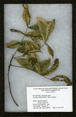 Herbicide injury (Abiotic) Carya cordiformis (Wang.) K. Koch (bitternut hickory)