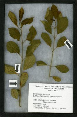 Crown rust (Puccinia coronata) on Rhamnus cathartica L. (common buckthorn)