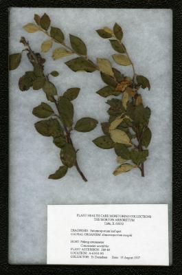 Entomosporium leaf spot (Emtomosporium mespili) on Cotoneaster acutifolius Turcz. (Peking cotoneaster)