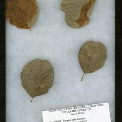 Alder leafminer (Fenusa dohrnii) on Alnus glutinosa (L.) Gaertn. (European black alder)
