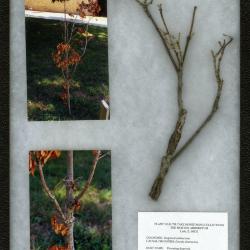 Dogwood anthracnose (Discula destruxtiva) on Cornus florida L. (flowering dogwood)