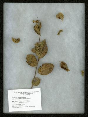 Flea weevil damage (unknown flea weevil) on Ulmus americana 'Moline' (MOLINE AMERICAN ELM)