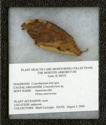 Coniothyrium leaf spot (Coniothyrium sp.) on Ulmus americana L. (American elm)