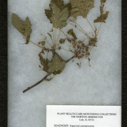 Imported currantworm (Nematus ribesii) on Ribes sativum (Reichenbach) Syme (garden current)