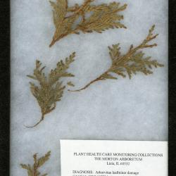 Arborvitae leafminer (Argyresthia thuiella) on Thuja occidentalis L. (eastern arborvitae)