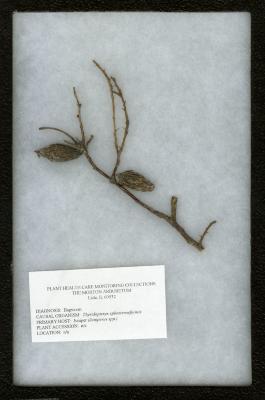 Bagworm (Thyridopteryx ephemeraformis) on Juniperus spp. (Juniper)