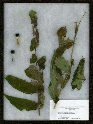 Ailanthus webworm (Atteva punctella) on Ailanthus altissima (Mill.) Swingle (tree of heaven)