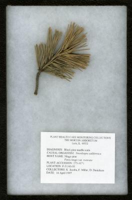 Black pine needle scale (Nuculaspis califormica) on Pinus mugo var. rostrata (Ant.) Hoopes (Beaked mugo pine)