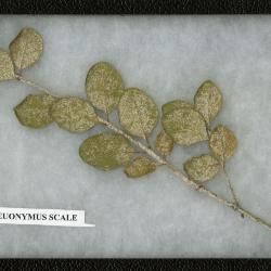 Euonymus Scale