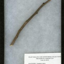 Fusarium canker (Fusarium lateritium) on Hibiscus syriacus L. (rose-of-sharon)