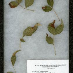 Ash anthracnose (Gloeosporium aridum) on Fraxinus pennsylvanica ‘Patmore’ (Patmore green ash)
