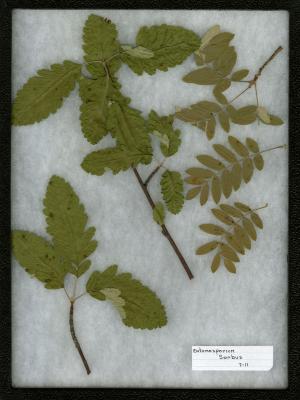 Entomosporium on Sorbus L. (mountain-ash)