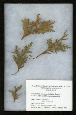 Arborvitae leafminer (Argyresthia thuiella) on Thuja occidentalis L. (eastern arborvitae)