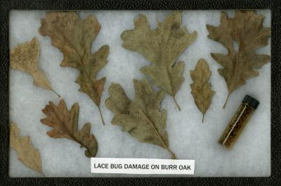 Lacebug Damage on Quercus macrocarpa Michx. (bur oak)
