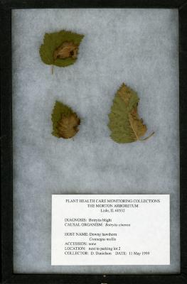 Botrytis blight (Botrytis cinerea) on Crataegus mollis (Torr. & Gray) Scheele (downy hawthorn)