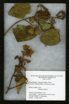Ascochyta blight (Ascochyta syringae) on Syringa vulgaris L. (common lilac)