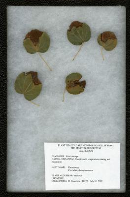 Frost damage (Abiotic - cold temperatures during leaf expansion) on Cercidiphyllum japonicum Sieb. & Zucc. (katsura tree)