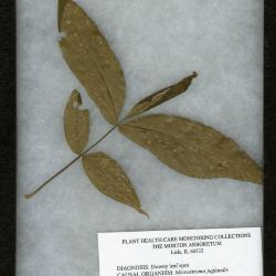 Downy leaf spot on Carya spp. (Hickory)