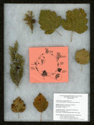 Cedar-hawthorn rust (Crataegus sp.) on Crataegus L. (hawthorn)