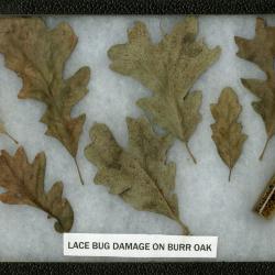 Lacebug Damage on Quercus macrocarpa Michx. (bur oak)