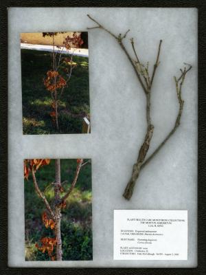 Dogwood anthracnose (Discula destruxtiva) on Cornus florida L. (flowering dogwood)