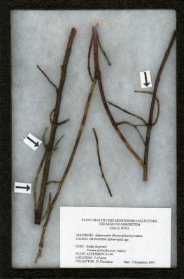 Botryosphaeria (Sphaeropsis spp.) on Cornus stolonifera var. baileyi (Bailey dogwood)