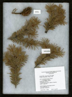 Cooley spruce gall adelgid (Aselges cooleyi) on Picea pungens ‘Hoopsii’ (Hoops blue spruce)