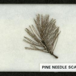 Pine Needle Scale