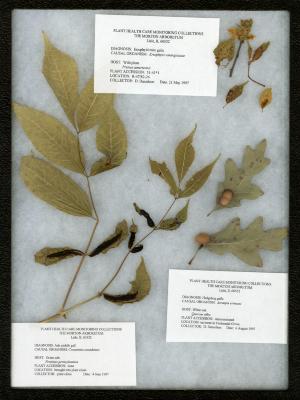 Ash midrib gall (Contarinia canadensis) on Fraxinus pennsylvanica (Green ash)