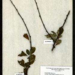 Brown Rot (Monilinia) (Monilinia fructicola) on Prunus triloba Lindl. (flowering almond)