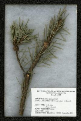 Pine-pine gall rust (Endocronartium harknessii) on Pinus sylvestris L. (Scots pine)