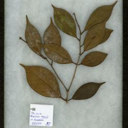 Tea Scale (Fiorinia theae) on Camellia japonica (Japanese camellia)
