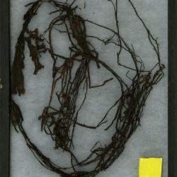 Armillaria root rot