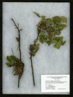 Witches’ broom of hackberry (Sphaerotheca phytotophila & Eriophyes celtis) on Celtis occidentalis L. (hackberry)