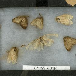 Adult Gypsy Moths