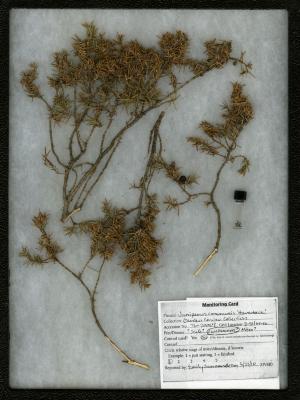 Webworm on Juniperus communis ‘Haverbeck’ (Haverbeck common juniper)