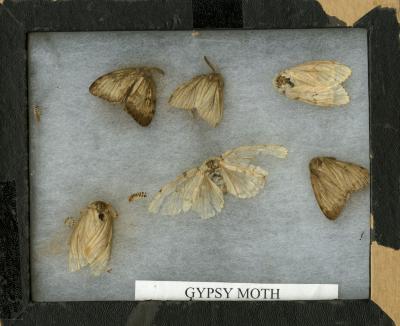 Adult Gypsy Moths