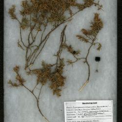 Webworm on Juniperus communis ‘Haverbeck’ (Haverbeck common juniper)