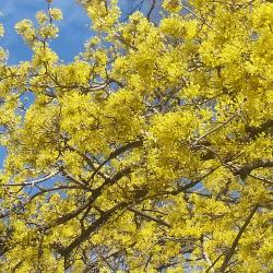 Cornus mas L. (Cornelian-cherry dogwood), flowers