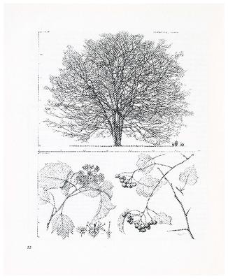 Washington Hawthorn, Cretaegus phaenopyrum: Rose Family (Rosaceae)