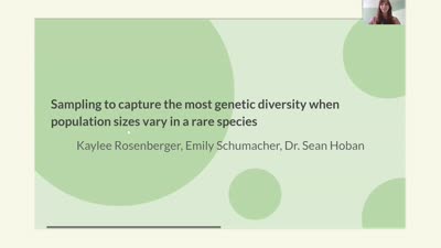 Sampling to capture the most genetic diversity when population sizes vary in a rare species