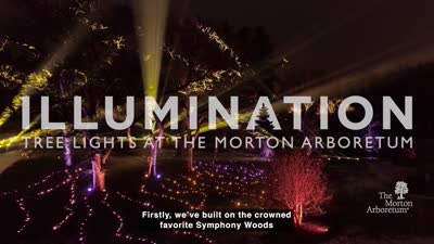 Illumination: Tree Lights at The Morton Arboretum, Ticket Teaser