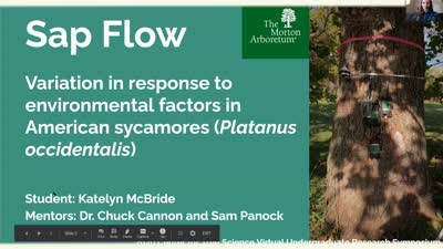 Sap flow variation in response to environmental factors in American sycamores