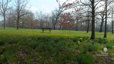 Virtual Walk of Daffodil Glade