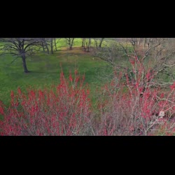 Virtual Flyover of a Flowering Red Maple Tree